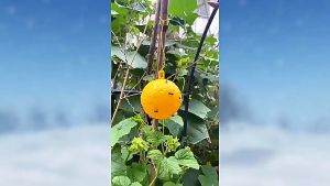 แมลงหวี่ กาวดัก กางดัก บอล ลูกบอล ฟรุตฟลาย ยาฆ่า การจัดสรรคต่างๆ ของกาวเหล่านั้น