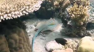 SoraX Professional Diving Goggles Diving Tempered Glass Anti Fog Anti-Leak Dry Top Snorkeling set