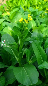 Hạt giống Cải Ngọt Bông gói 20gr~6000 hạt Cải Ngồng nảy mầm tốt chịu nhiệt dễ trồng