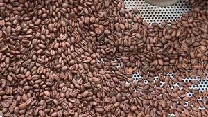 Cà phê Arabica Trạm Hành Cầu Đất nguyên liệu chọn lọc