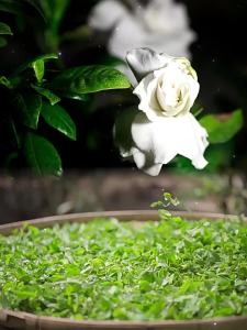 Penghantaran dari China [2025] Teh Bunga Melati Wangi Bilik Tidur Rumah Bilik Wangian Tahan Lama Minyak Wangi Tandas Bilik Mandi Wangian Bunga Gardenia 3.8