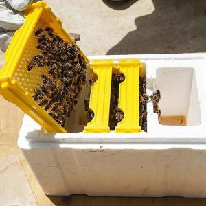 Queen Bee Breeding Box Bee Rearing Mating Box Foam Beehive Pollination Box Beekeeping Tools Breeding Case Beekeeping Equipment