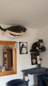 Cat Wall Climbing Shelves Hammock Wall Mounted Shelf Wooden Pet Furniture Scratcher Kitty Beds Perches Sleeping Cats Accessories