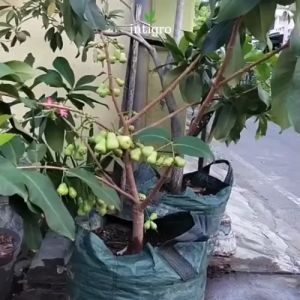 Pupuk Pelebat Buah Jambu Air / Pupuk Booster Penyubur Obat Penumbuh Buah Jambu Air Anti Rontok