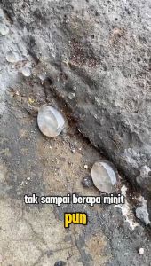 [FREE 15ML] Dr Settle Roach & Ant Umpan (30ML) Semut & Lipas Cockroach & Ant bait. RoachBuster. Menghapuskan Lipas