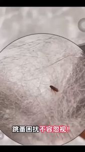 ready stock Sewer pipeline insecticide mosquito killer insect repellent bathroom toilet moth and midge insecticide