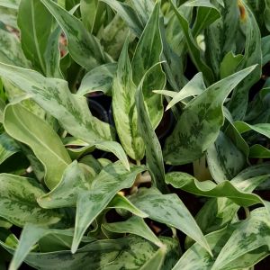 🔥โปร 2.2 🔥 [แพ๊ก 10 ต้น] ต้นเงิน เงิน เงิน ไม้มงคล กระถาง 3 นิ้ว ต้นไม้นำโชค ต้นไม้ประดับ ฟอร์มสวย สีสวย ต้นแข็งแรง ต้นไม้ฟอกอากาศ