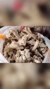 Karang Jahe KARUNGAN Media Filter Dekorasi Aquarium Aquascape