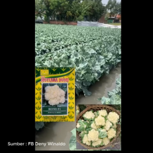 Benih Cauliflower Kembang Kol ROMI F1 10 gram Cap Mutiara Bumi