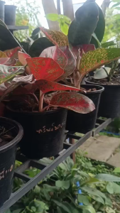 G8 ต้น เฮง เฮง เฮง หรือ มหาเฮง Aglaonema ต้นไม้มงคล ต้นไม้ฟอกอากาศ ปลูกแล้วจะมีโชค