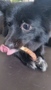 Chicken / Duck wrapped in cartilage ไก่/เป็ดพันกระดูกอ่อนวัว 100g  กระดูกขัดฟัน ขนมสุนัข Umm ขนมหมา