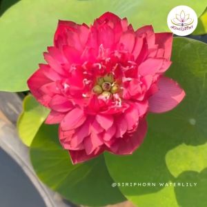 บัวหลวง เรด วอเทอร์เมล่อน (Red Watermelon)