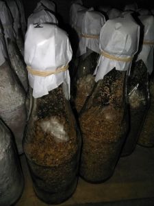 bibit jamur tiram kuning f1 botol