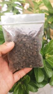 เมล็ดมะละกอพันธุ์เรดเลดี้ 10 กรัม จำนวน 500 - 600 เมล็ด