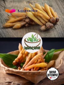Jual Temu Kunci Segar 250Gram Tanaman Temu Kunci Segar