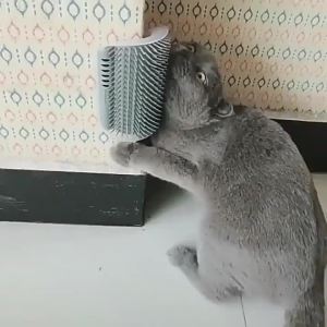 Best-selling Item Massager for Cats PP Material Pets Goods Brush Remove Hair Comb Grooming Table Dogs Care Royal