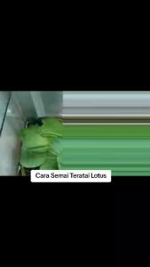 Isi 10 Butir Biji Benih Lotus Mini & Bunga Teratai Mini