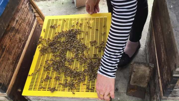 Bee Smoker Pellets - 108 PCS, Beekeeping Tools,Natural Smoker Pellets, Bee Hive Smoker Pellets, Beekeeping Supplies, Soft Smoke, Pleasant Smell, Suitable for Beekeeping(108 Packs)