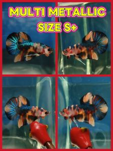 (Same as photo)Multi Metallic Betta Fish Size S+ Ikan Laga Show Gred