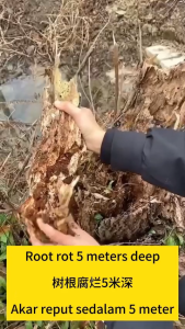 Killing a thousand year old tree only takes one day 1KG Racun pokok The Strongest Tree Poison 除草剂 Can kill treesbambooweeds and shrubs