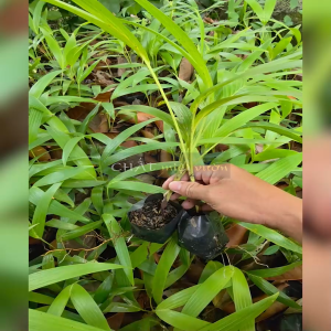Cau trắng - Cau kiểng trái đỏ - Cau cảnh trái đỏ - Giống ươm từ trái cao 20-40cm