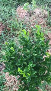 CÂY GIỐNG TẮC BÁNH XE TRÁI LỚN