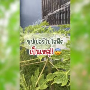 วัคซีนพืชซุปเปอร์ไบโอฟิต  กำจัดเชื้อรา ยารักษาเชื้อรา ยารักษาโรคพืช โรคพริก พริกดก กำจัดโณคแคงเกอร์ ยาโรคกุ้งแห้ง โรคพืชฤดูหนาว โรคเน่าคอดิน โรคราน้ำค้าง เชื้อรา โรคราแป้ง โรคแอนแทรคโนส  ป้องกันแมลง พืชแข็งแรง พืชไม่เป็นโรค ไคโตซานแท้