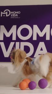 MOMOVIDA ของเล่นสุนัข ลูกบอลยางกัดหมา  ของเล่นขัดฟันสุนัข ลูกบอลยางสำหรับเคี้ยว ของเล่นมีเสียง รุ่น DT-15Lเหมาะสมหมาใหญ่