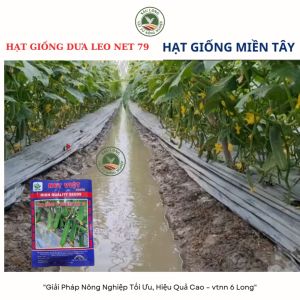 Hạt giống F1 Dưa Leo Thái NET 79 Cây khỏe rộ trái gốc mạnh trái dài 19 đến 22cm kháng bệnh cao nhiều chèo