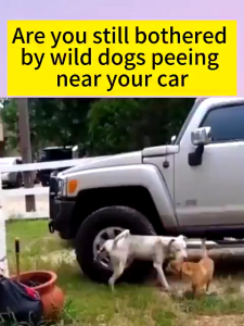 🐱Fast Run🐶Japan Cat repellent Pet repellent spray dog repellent spray 500ML Set up restricted areas to prevent pets from urinating anywhere Cat deterrent Dog and cat repellent spray Anti cat Cat away Cat spray Pet Restricted Area Pet Behavior Training