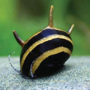 Bumblebee Horn Snail/Readystock/Freshwater/Ornamental Fish