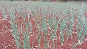 Bibit Benih Bawang merah biji TSS LOKANANTA 800butir dari Cap Panah Merah