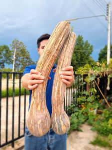 เมล็ดพันธุ์ฟักทองเงือกสองใจ 15+3 เมล็ด