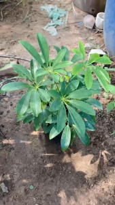 Cây Ngũ Gia Bì Xanh - Tổng thể tầm 40-50 cm - Trang trí và đuỗi muỗi an toàn!