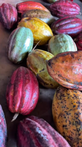 Bột cacao nguyên chất không đường 500g thơm socola tự nhiên từ Daklak