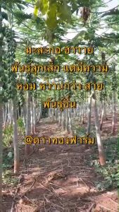 เมล็ดพันธุ์ มะละกอฮาวาย ขนาด 100 กรัม (โปรโมชั่น)