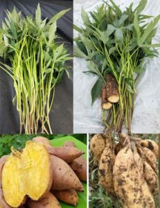 PAKET 1000 Bibit Ubi Cilembu Madu Jalar Rambat Umbi Ketela Manis Siap Tanam Panjang 20-25cm