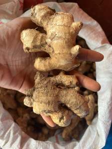 แม่ขิงแก่ ตัวดินไม่ล้าง สำหรับใช้นานๆเก็บได้นานกว่าล้างแล้ว