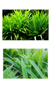 ผงใบเตย 100% สำหรับทำขนมไทย เครื่องดื่มสมุนไพร หอมสดชื่น คุณภาพดี มีอย. ลดเบาหวาน ปรับน้ำตาลในเลือด Pandan Powder