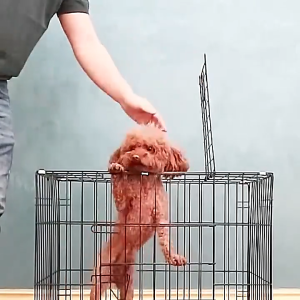 Foldable Pet Cage With Free Poop Tray Heavy Duty Dog cat cage crates Extra large space