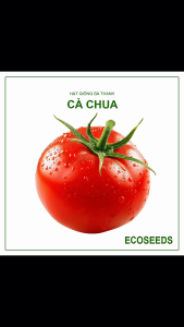 [EcoSeeds] Hạt Giống Cà Chua F1 Hữu Hạn F1 - Chịu Nhiệt Kháng Bệnh Tốt Nhiều Chùm - Gói 100 Hạt