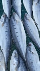 Khô Cá Bè Trang Con To 3-4con 1kg thịt thơm ngon tự nhiên Vị Mặn chất lượng cao- ĐẶC SẢN MINH TRIẾT