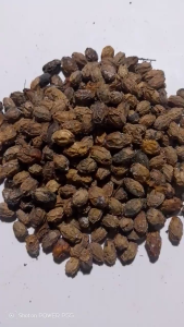 100 gram Buah Mimba Kering / 50 gram Biji Mindi Kering Alami