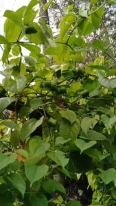PROMO BIBIT  KACANG SACHA INCHI ATAU KACANG BINTANG 1KG #KACANGBINTANG #SACHAINCHI #BIBITKACANG