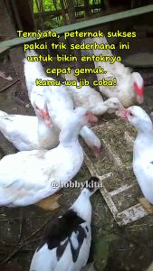 Penggemuk Unggas Vitamin Entok Jumbo Penggemuk Ayam Entok Bebek Itik Nutrisi Hewan Ternak