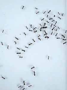 TAGO เหยื่อล่อจิ้งจก เจลกำจัดจิ้งจก เจลกำจัดมด ยาไล่แมลงสาบ 1กล่องมี8ชิ้น มด แมลงสาบ จิ้งจก ประสิทธิภาพสูง