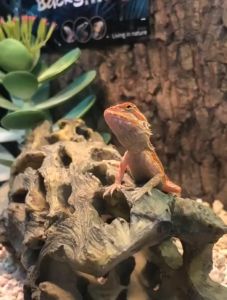 Pet Reptile Terrarium Top Opening Aquarium Tank with Screen Ventilation Small Insect Animals Habitat Accessories