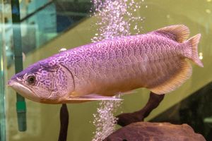 Batik Green Arowana Live Fish