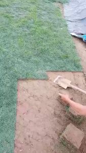 BERMUDA GRASS Live Plant Rooted 7x7 inches per Blocks