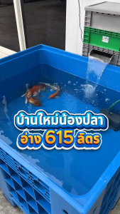 ลังพาเลท รุ่น KK-888B สีน้ำเงิน [ขนาด100x120x79 cm] 615ลิตร ใส่น้ำได้ มีฝาปิด ลังทึบขนาดใหญ่ ลังใส่น้ำเลี้ยงปลา